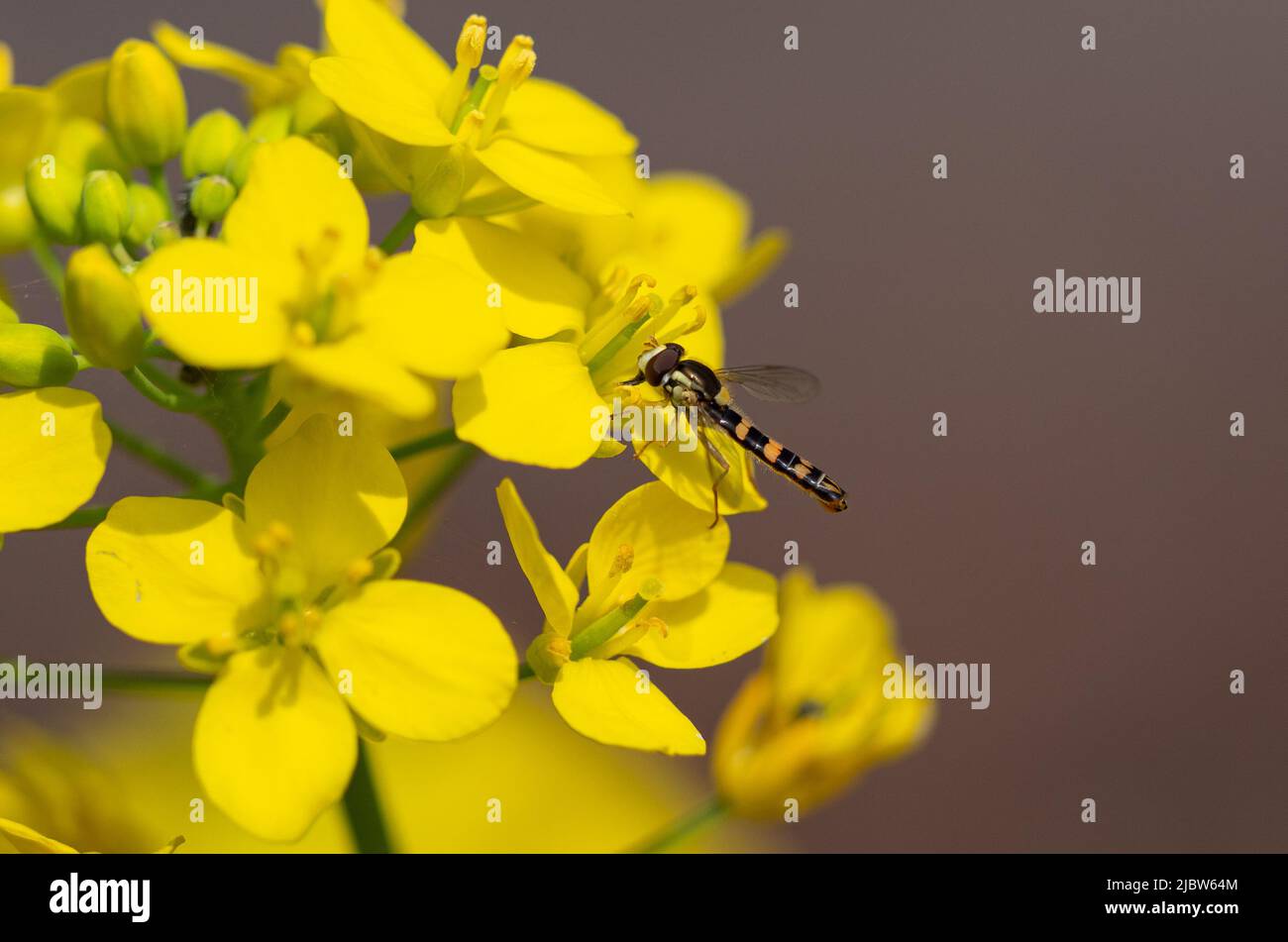 Hover fly feeding on yellow flowers Stock Photo
