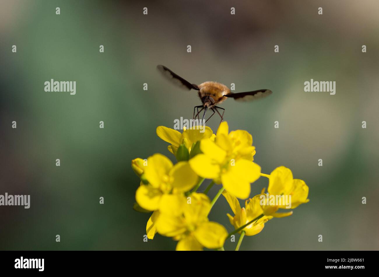 Bee fly on brassica flower Stock Photo