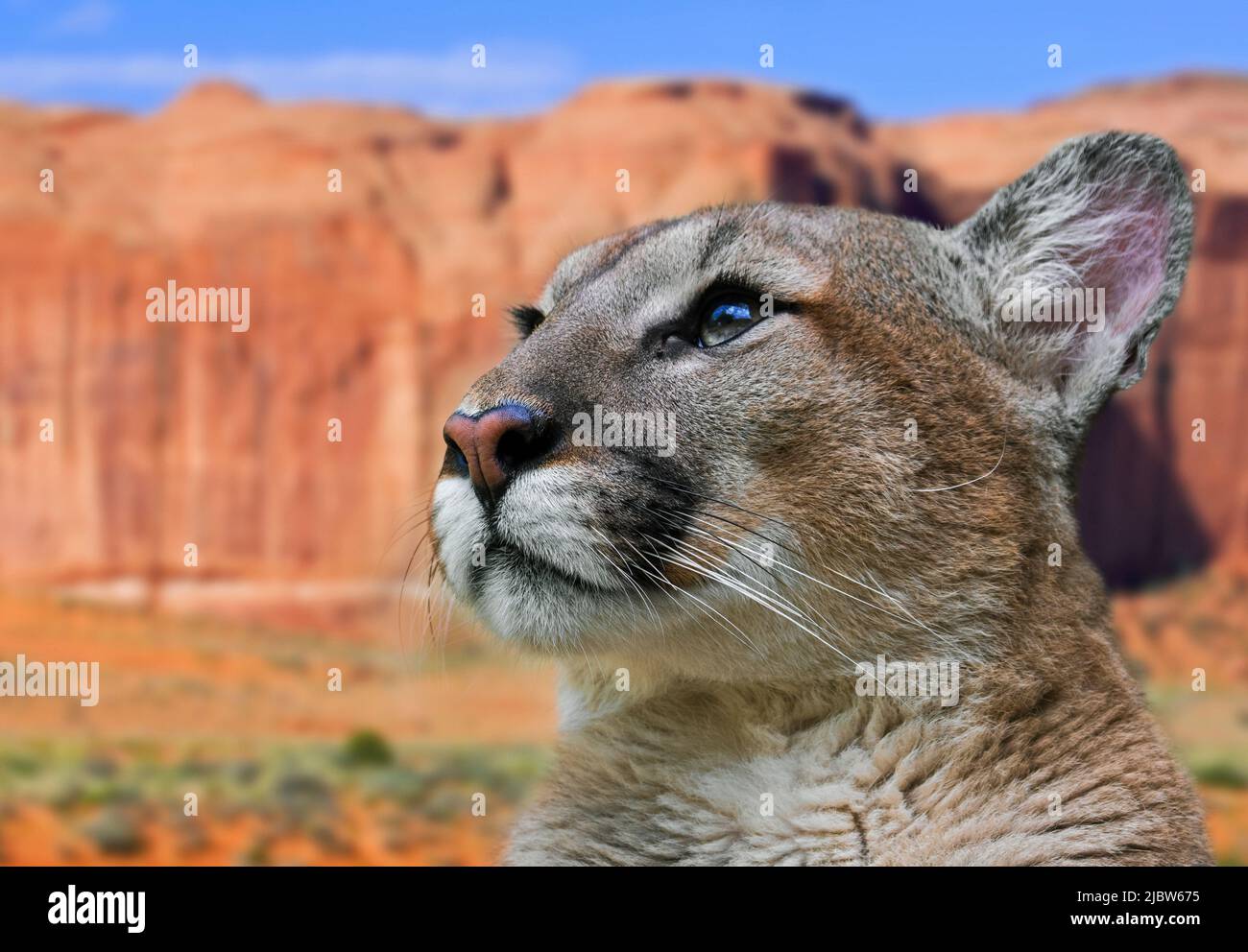 Close up portrait of cougar / puma / mountain lion / panther (Puma concolor) in North American desert mountain landscape, Arizona, USA Stock Photo