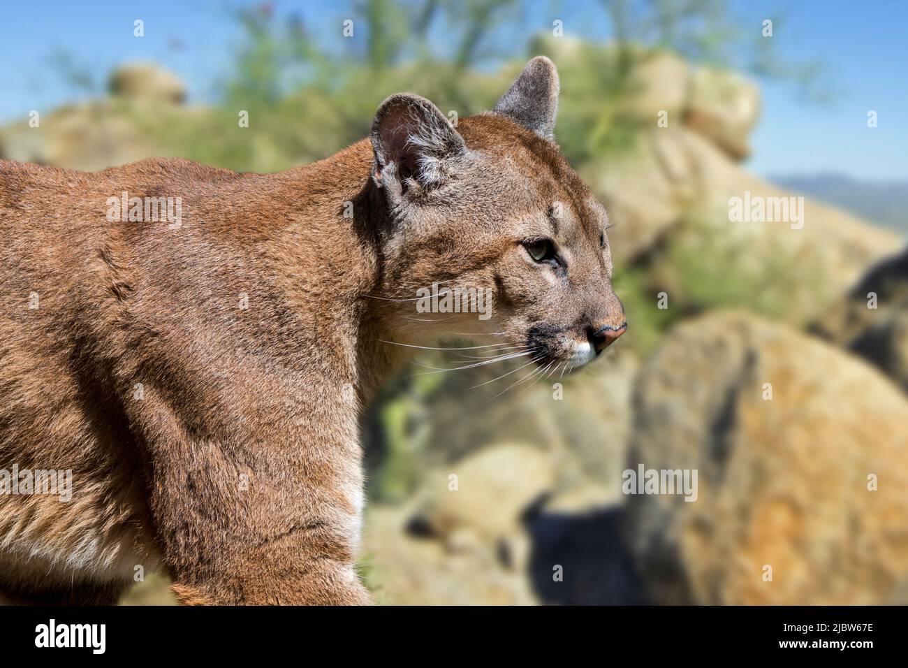 Close up portrait of cougar / puma / mountain lion / panther (Puma concolor) hunting in the North American Sonoran desert, Arizona, USA Stock Photo