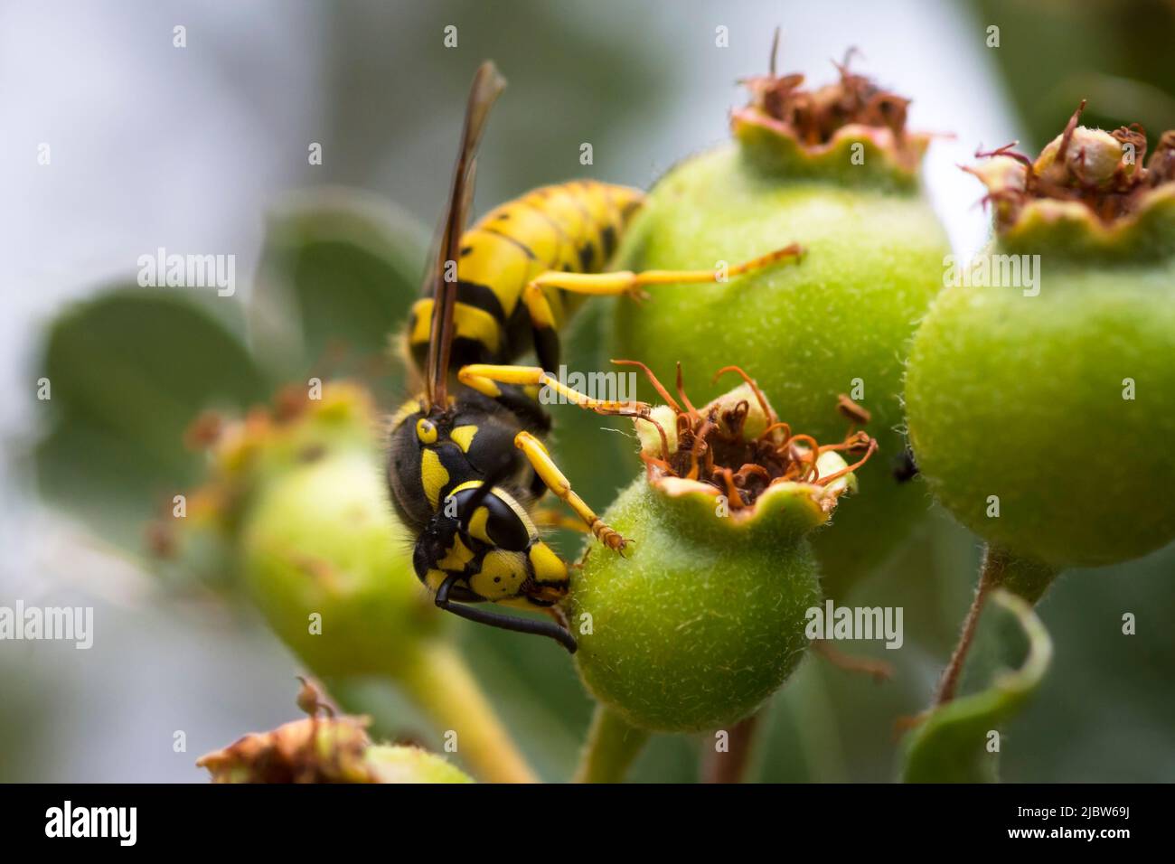 Close up of a German wasp (Vespula germanica) on unripe green hawthorn berries Stock Photo