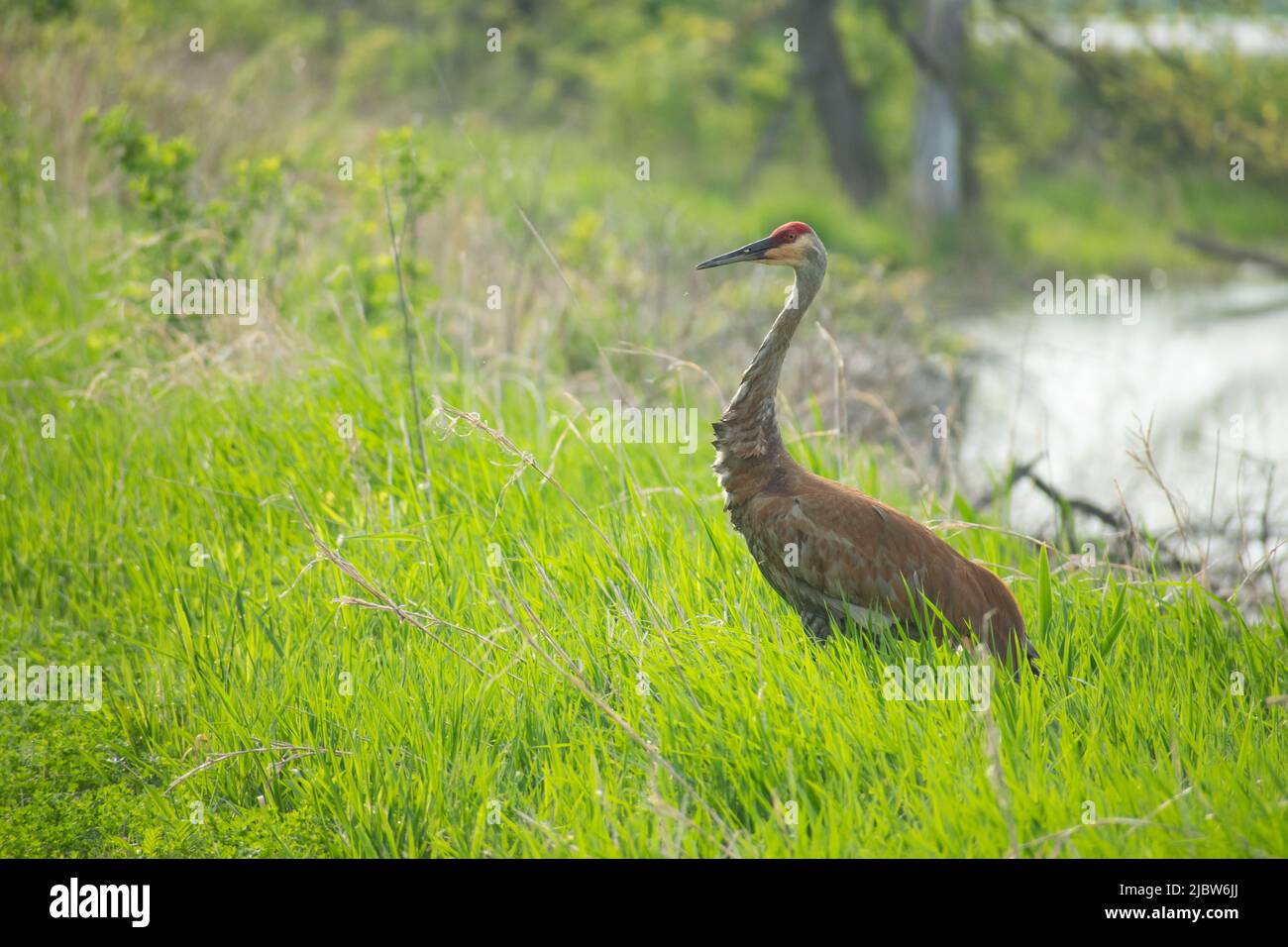 sandhill crane standing in field Stock Photo - Alamy