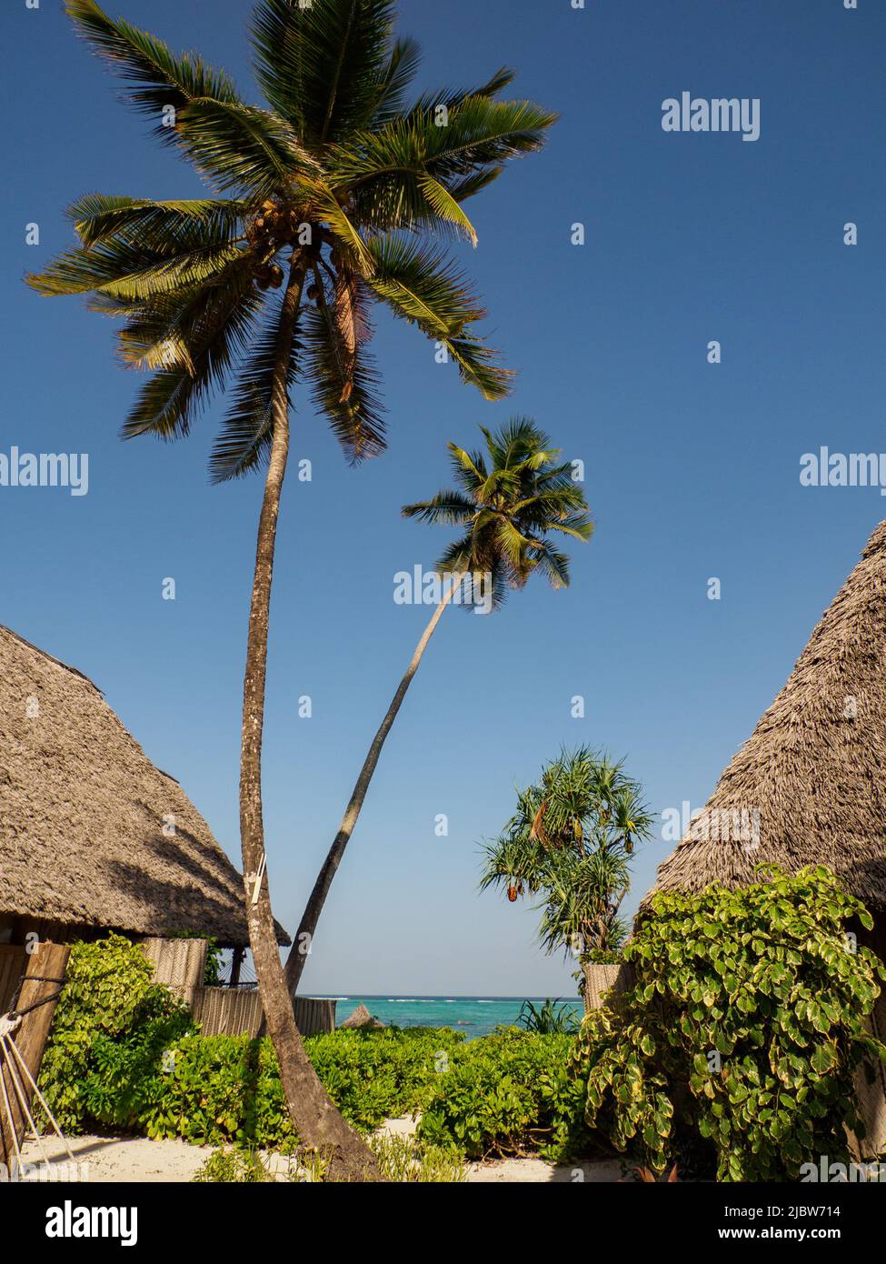 Tall slender pine trees in hi-res stock photography and images - Alamy