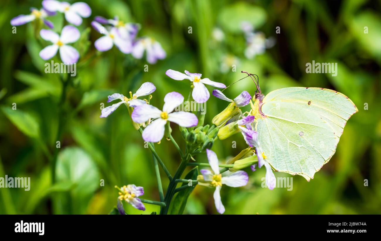 Adult Female common brimstone butterfly (Gonepteryx Rhamni) on a radish flower (Raphanus Sativus) Stock Photo