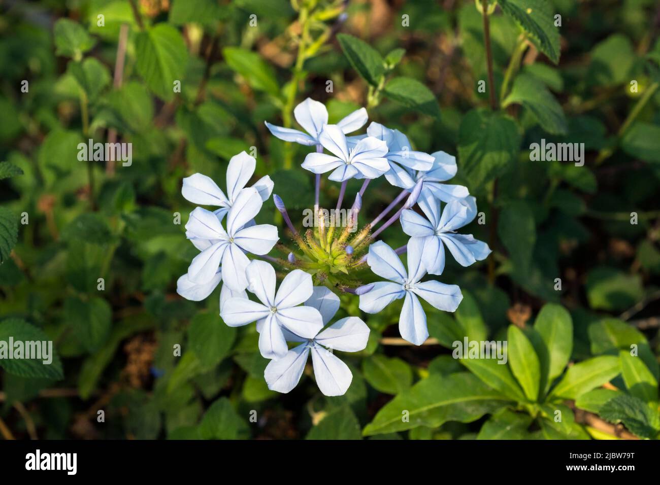 Close up of Plumbago auriculata flowering shrub Stock Photo