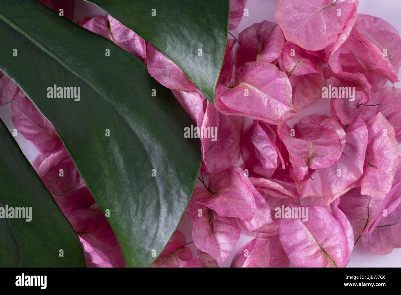 monstera leaf with bougainvillea, dry pink flowers, background for eco products, cosmetic Stock Photo