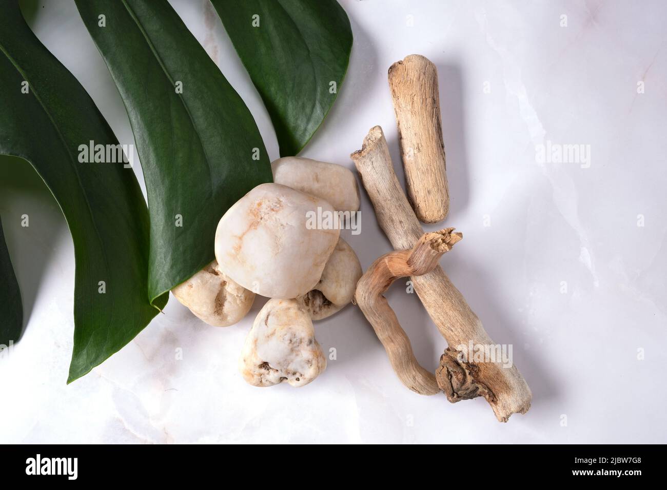 Monstera Marble Leaf main image 0