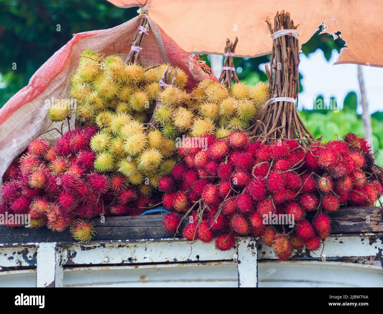 Fruits of the rambutan tree (Nephelium lappaceum) is a mediumsized