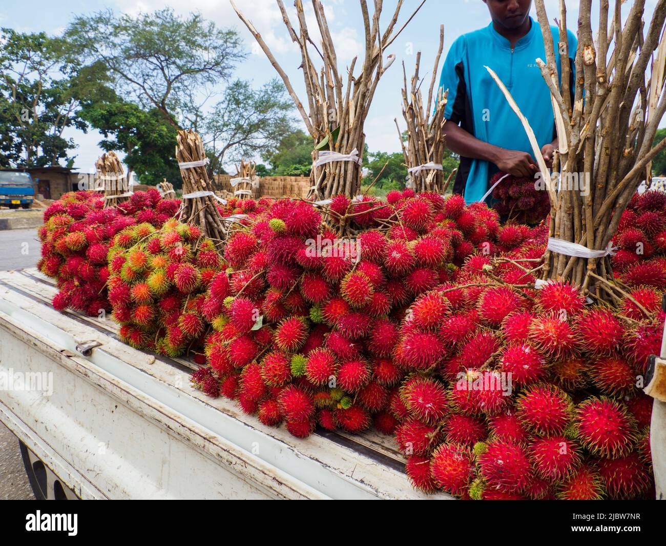 Zanzibar, Tanzania Feb, 2021 Plenty of cluster of red lychee fruits