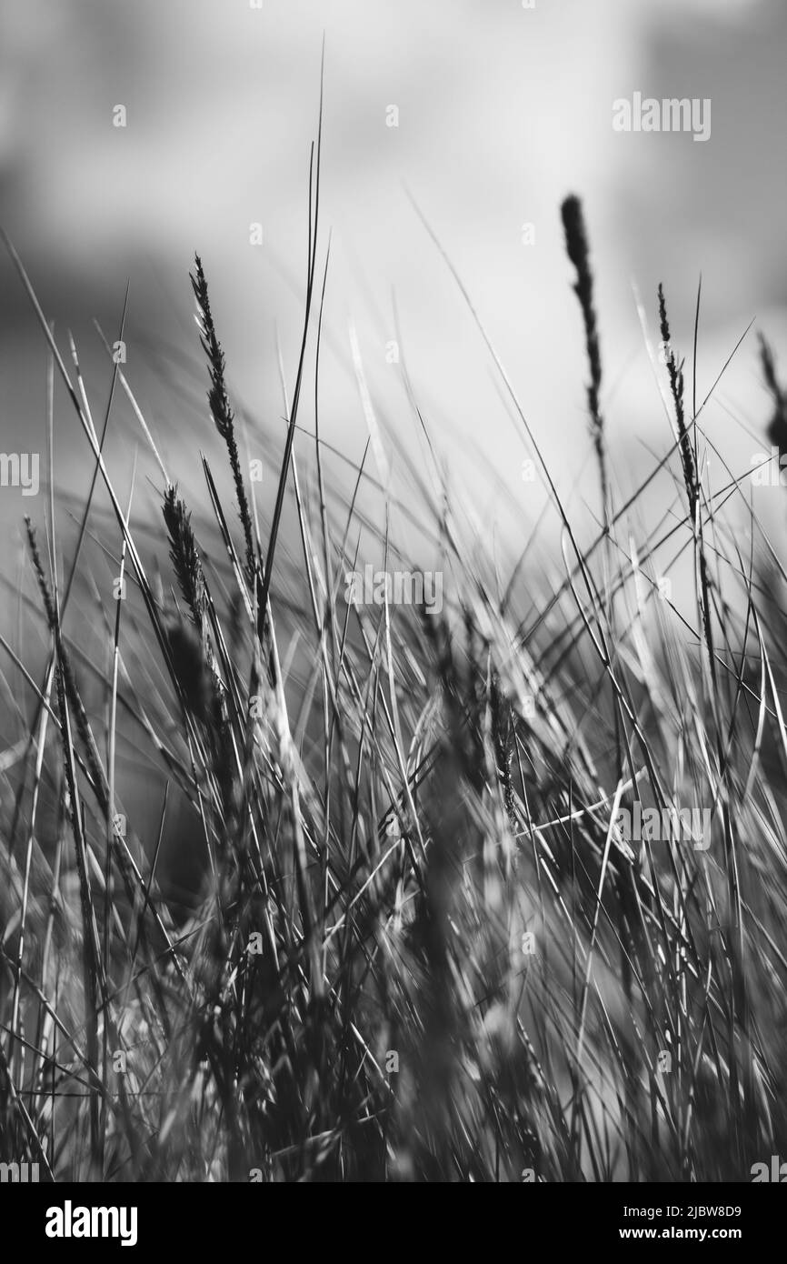 swamp vegetation close up with grass bents and foliage, bog in spring - vintage retro film look Stock Photo