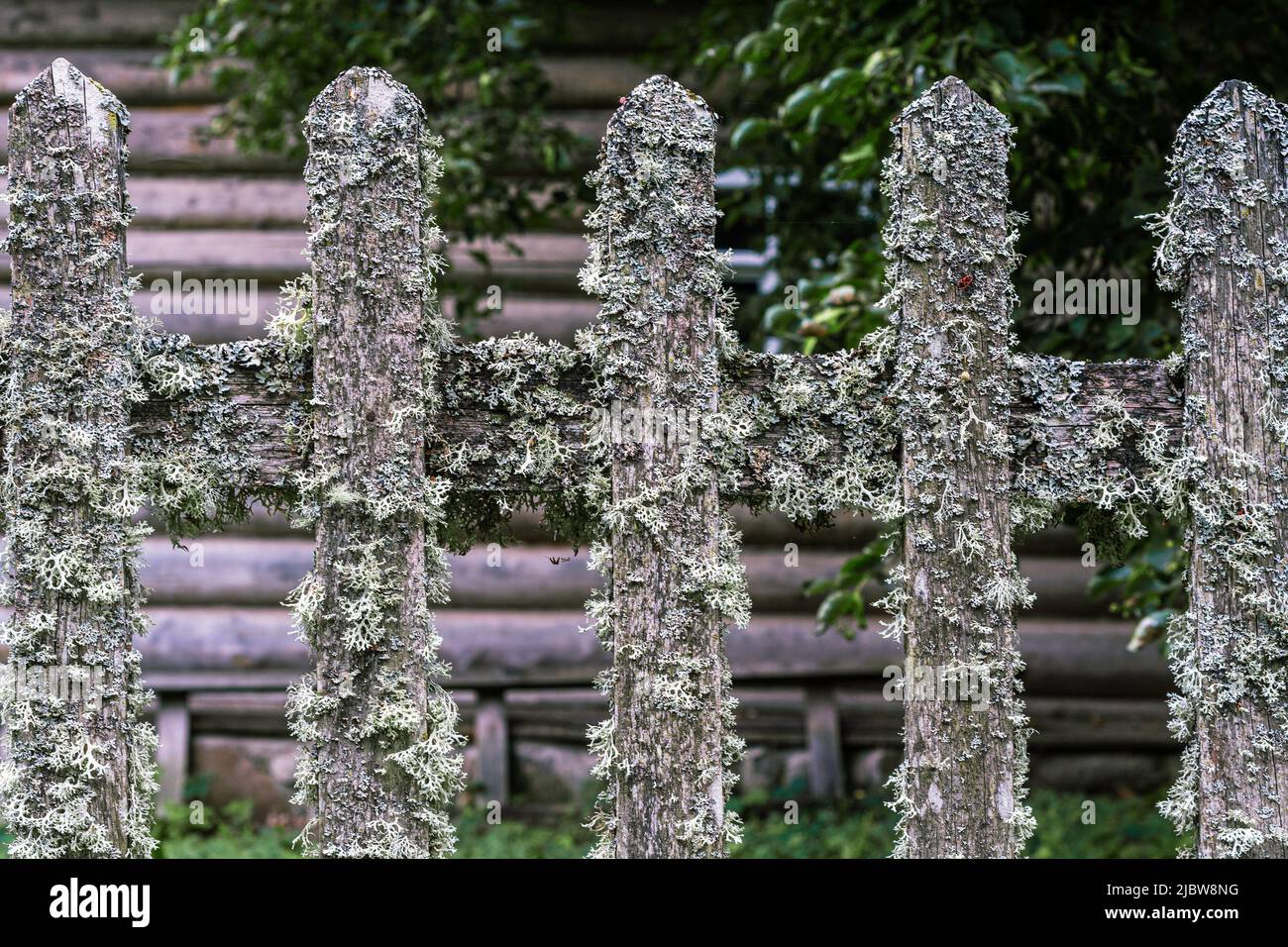 Fragment of an old wooden fence overgrown with moss and lichen. Stock Photo