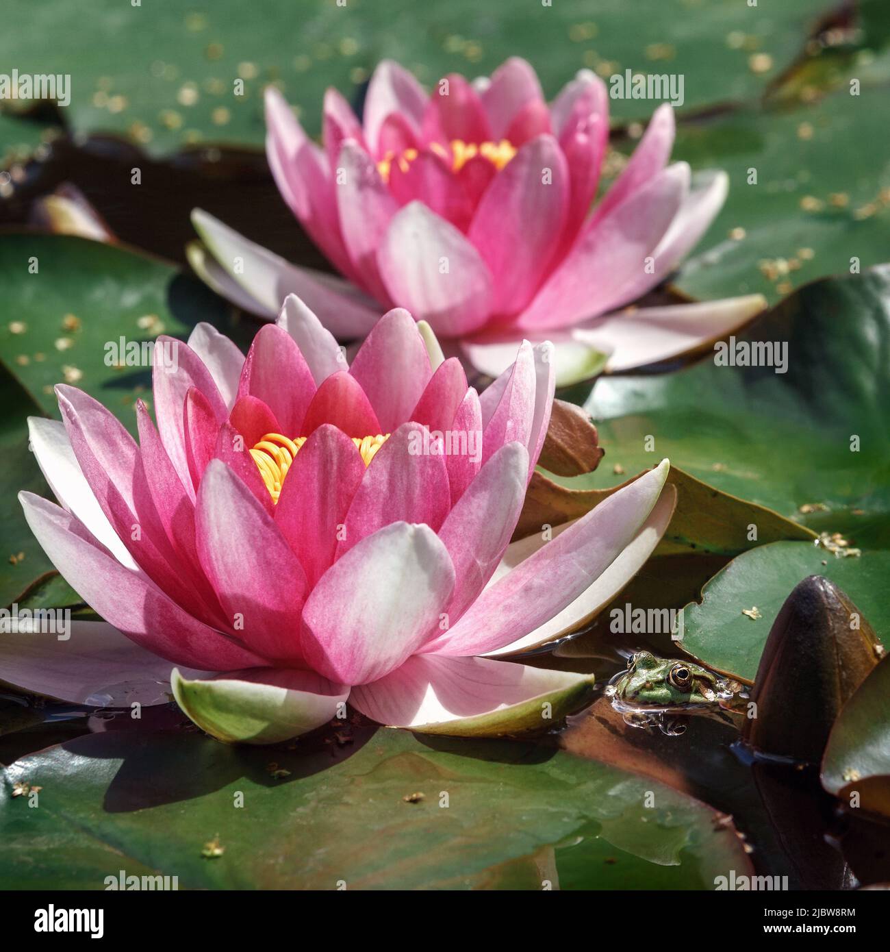 Two pink water lilies on a pond. One bud that has not yet unfolded and a frog in the water next to it. The aspect ratio of the photo is square. Stock Photo