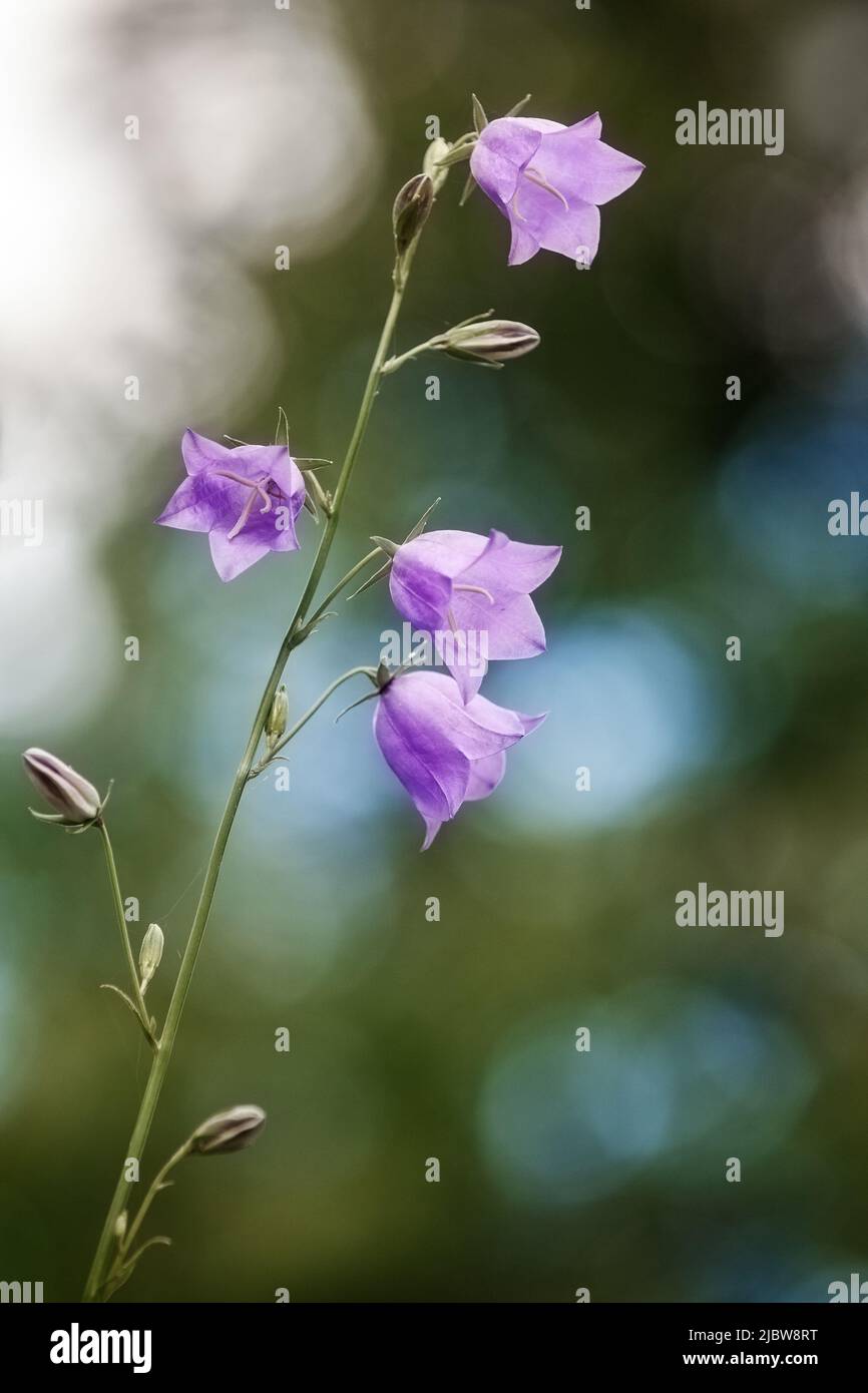 Flower Blue campanula on the edge of the forest. Beautiful wild flower closeup with copy space. Beautiful green-blue bokeh background Stock Photo