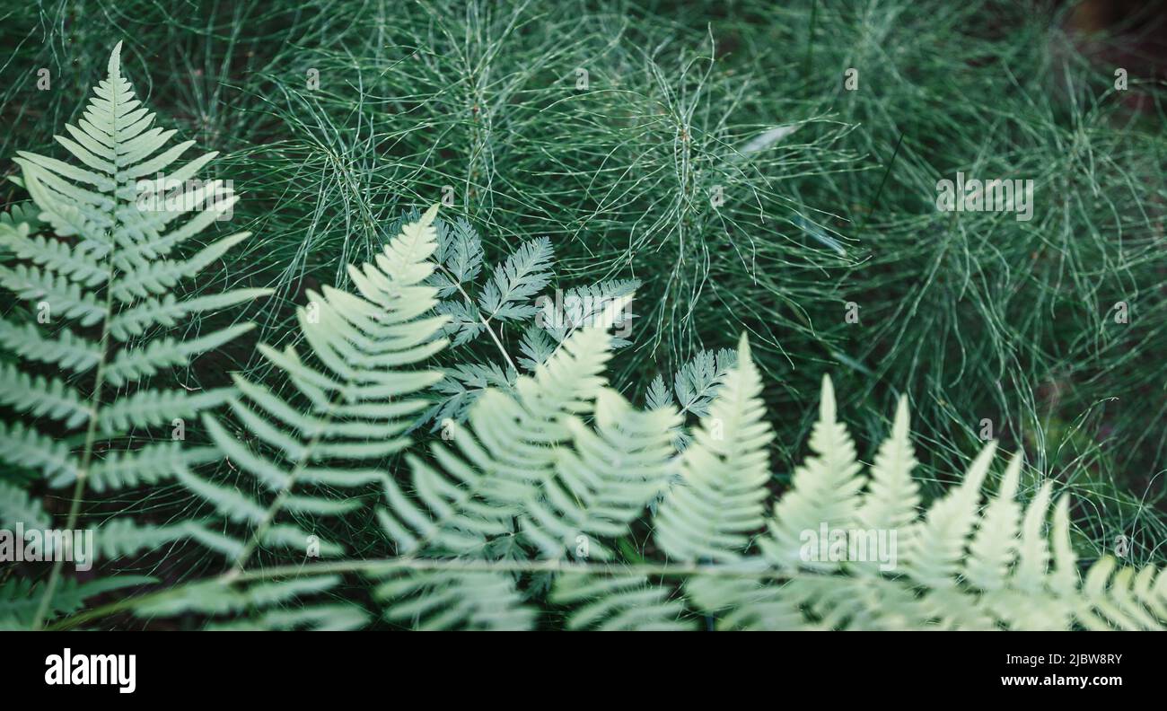 Fern and horsetail green leaf background flat lay, fresh wallpaper banner concept Stock Photo