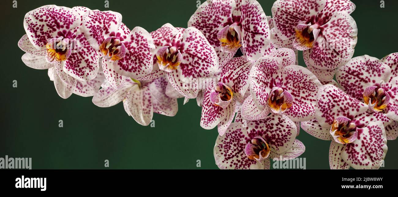 Panoramic photo of Pink Dalmatian orchid flowers on a green not bright background, the photo is suitable as a banner for a website Stock Photo