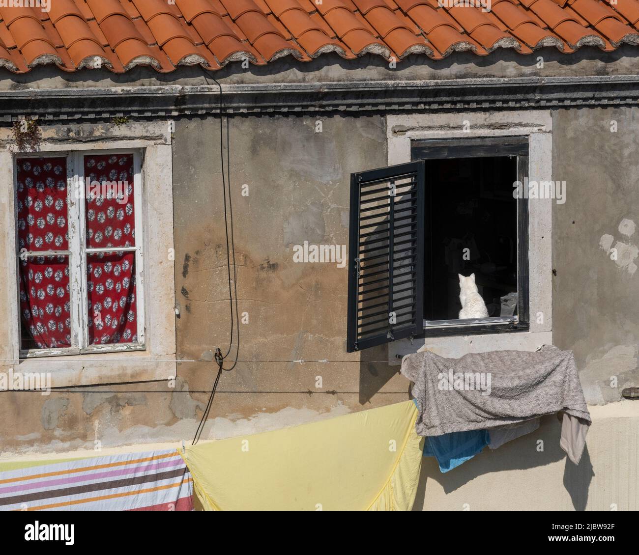 White Cat in Window above Laundry Drying on Clothesline, Old Town, Dubrovnik, Croatia Stock Photo