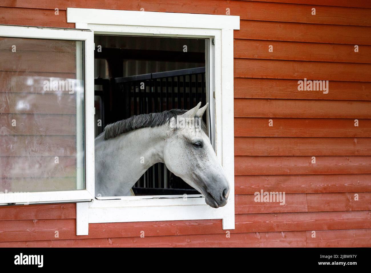 The white - gray horse is looking out the window. The exterior of the horse stable is made of brown wood planks, there is free space for text in the p Stock Photo