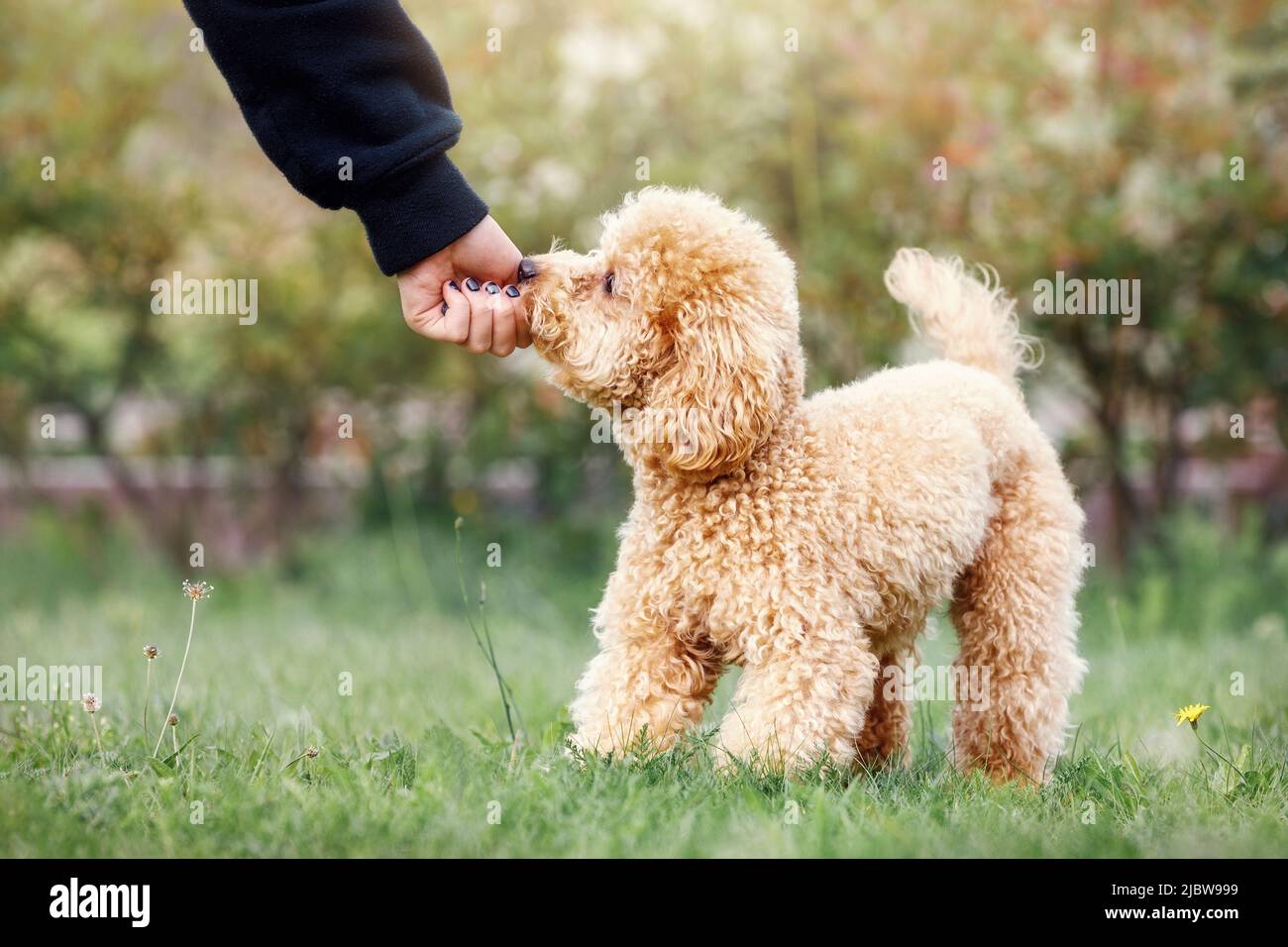 The young girl is hand feeding her little poodle. The child engages the dog's training and gives him a reward. Cute dog and good friend. Stock Photo