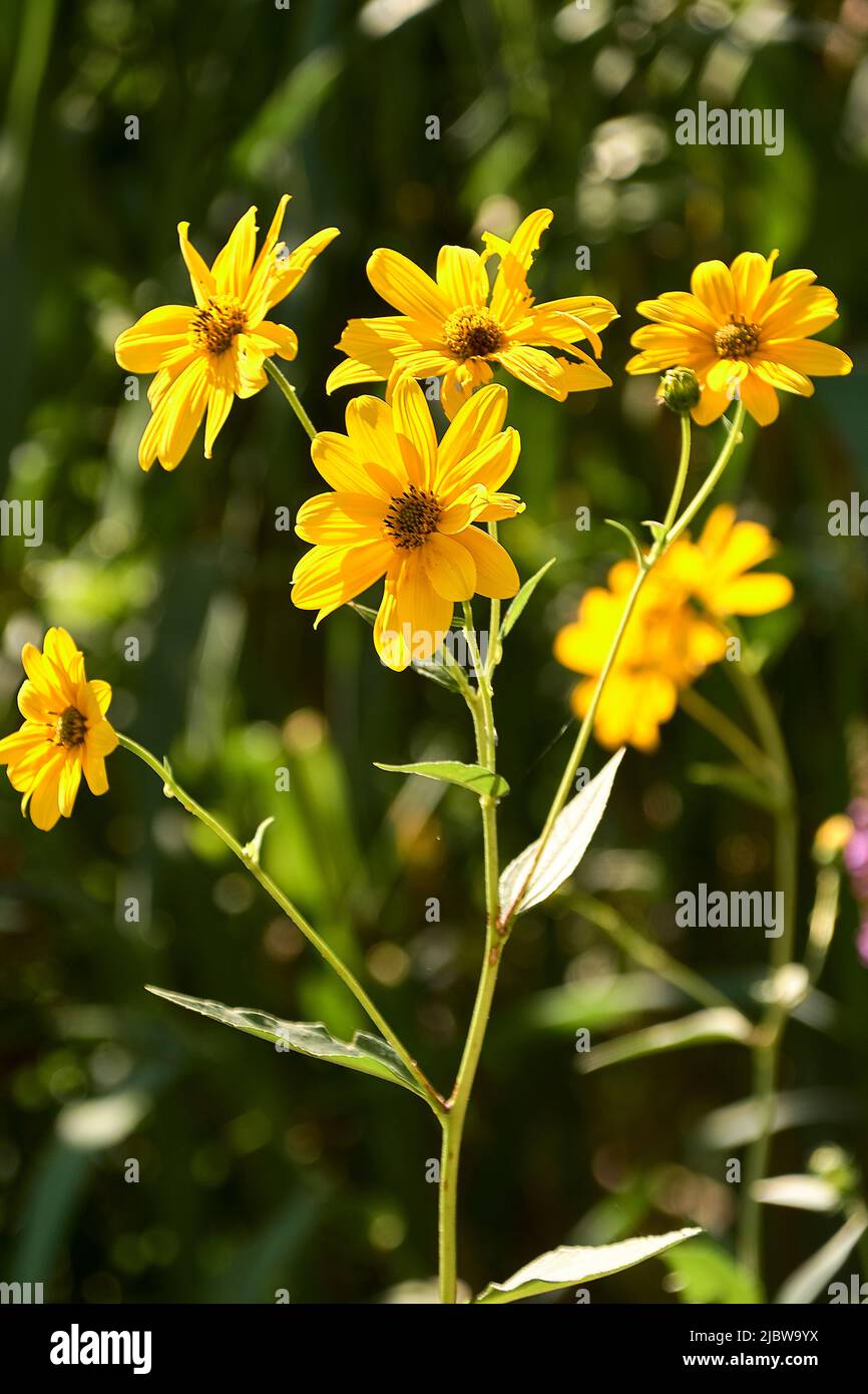 Group of yellow daisies. Dimorphotheca sinuata. Macro and detail photo, background out of focus and green. Stock Photo
