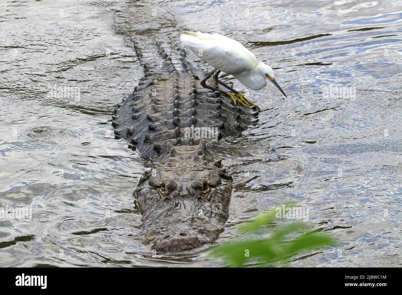 Snowy egret using an American alligator as a fishing raft Stock Photo