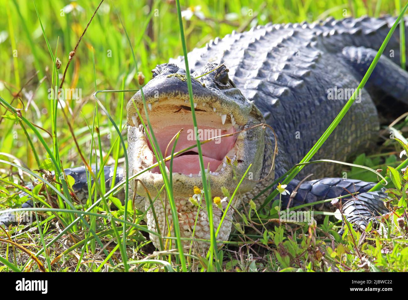 Large American alligator with open mouth on the grass Stock Photo