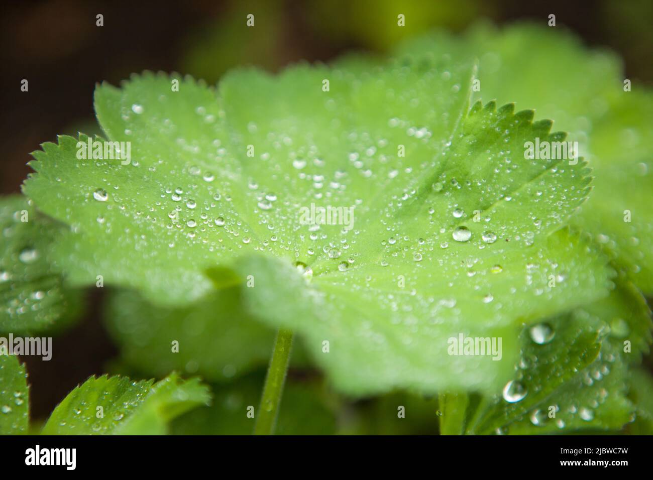 lady-s mantles plant - green leaf with water drops or raindrops Stock Photo