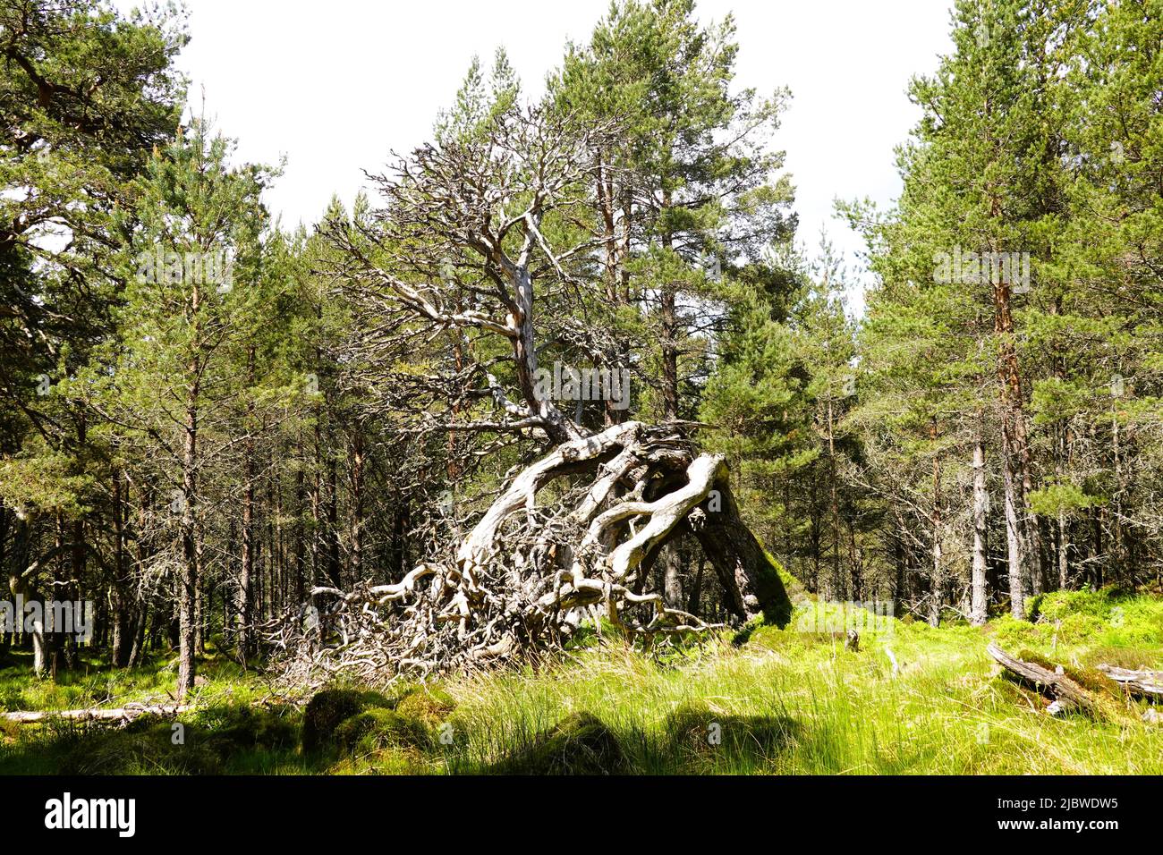 Dead tree in Black Wood of Rannoch, Kinloch Rannoch, Scottish Highlands Stock Photo