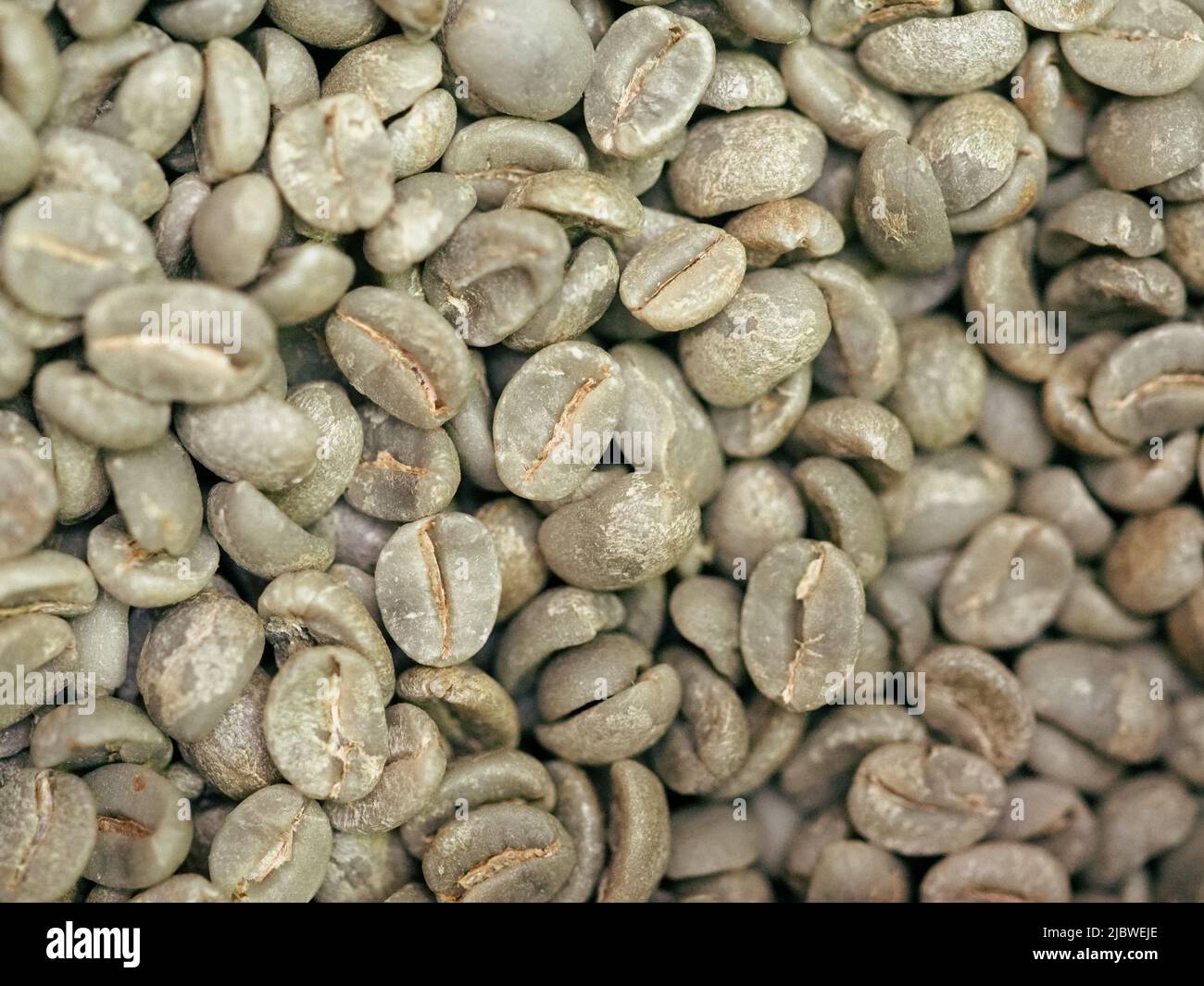 raw green coffee beans from bio ethical agriculture in costa rica Stock
