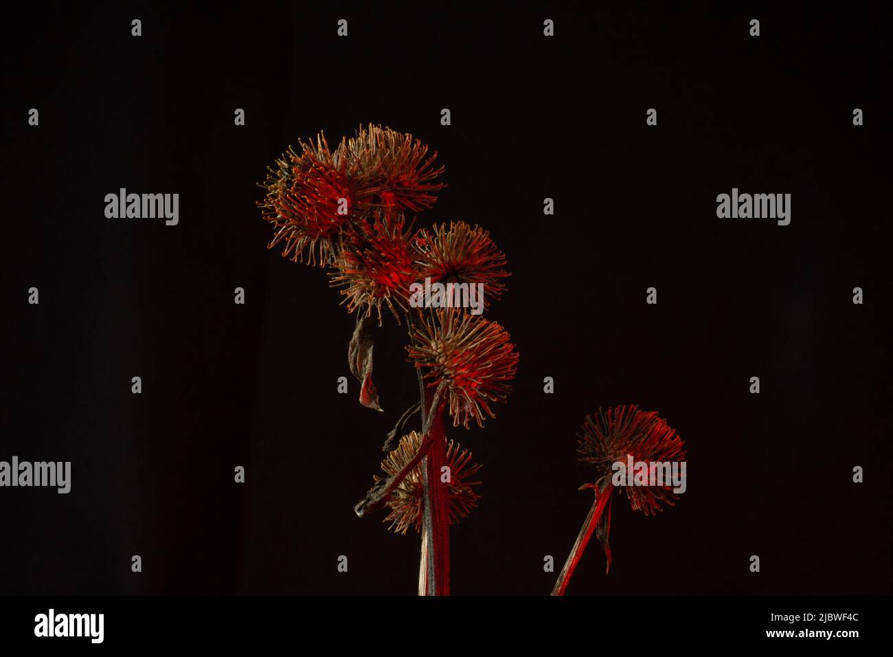 close up of common Burdock seed heads isolated  with red light on a black background Stock Photo