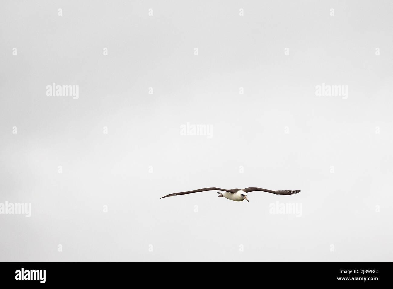 Saoaring albatross hi-res stock photography and images - Alamy
