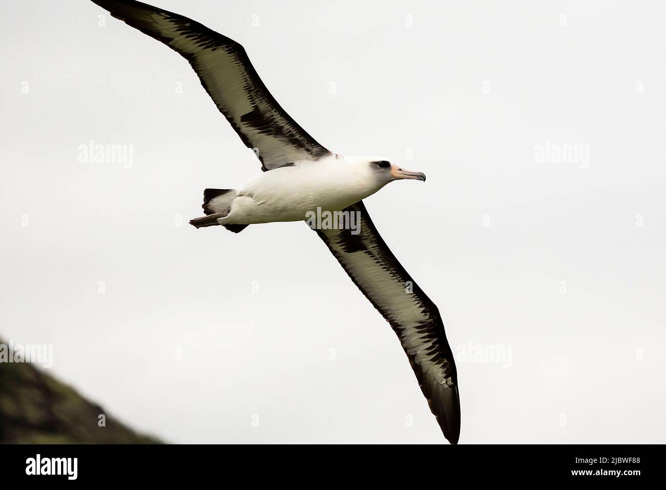 Saoaring albatross hi-res stock photography and images - Alamy