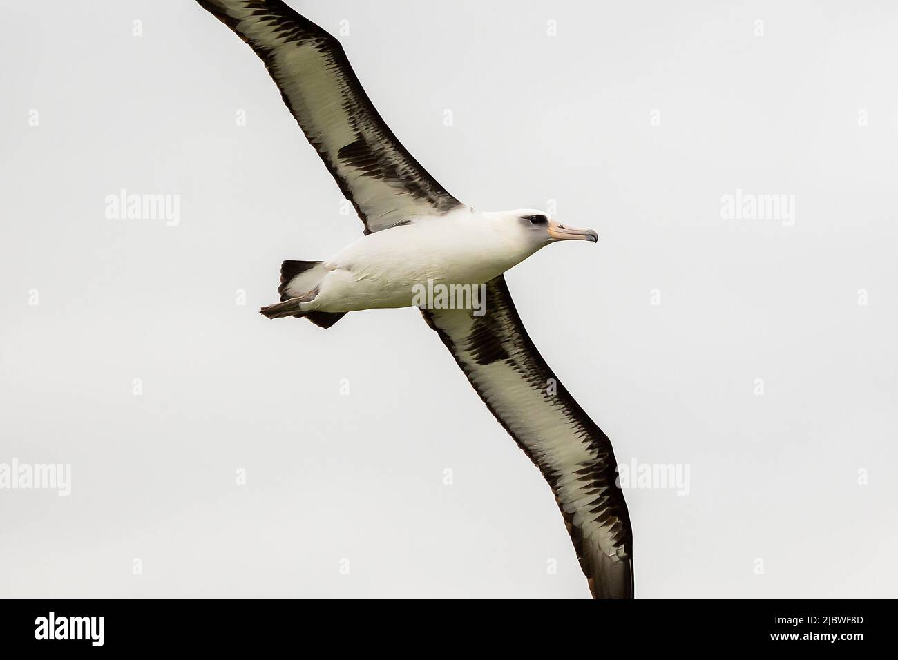 Saoaring albatross hi-res stock photography and images - Alamy