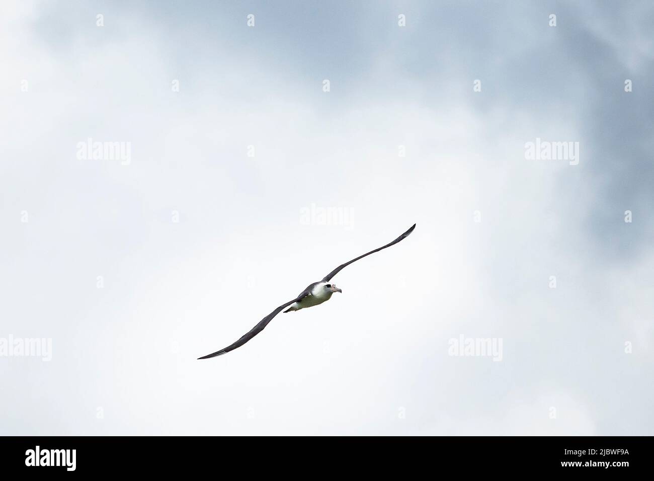 Saoaring albatross hi-res stock photography and images - Alamy