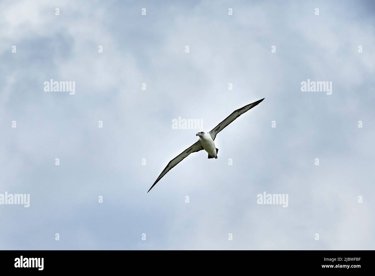 Saoaring albatross hi-res stock photography and images - Alamy