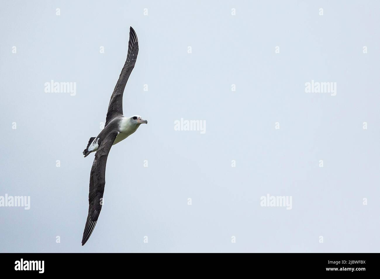 Saoaring albatross hi-res stock photography and images - Alamy