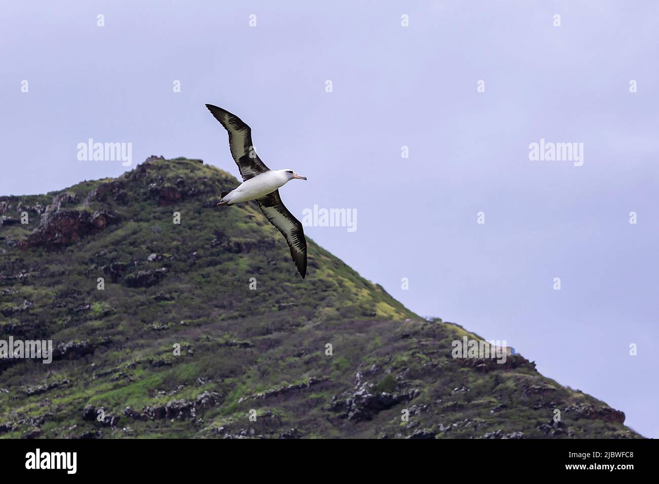 Saoaring albatross hi-res stock photography and images - Alamy