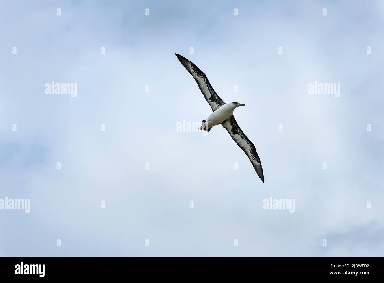 Saoaring albatross hi-res stock photography and images - Alamy