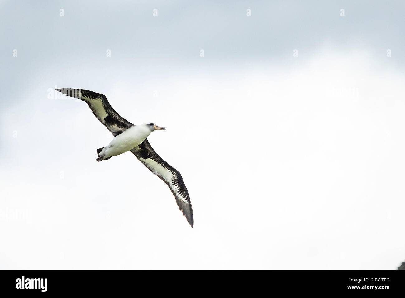 Saoaring albatross hi-res stock photography and images - Alamy