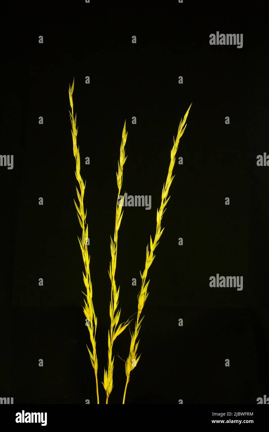 three blades of grass with seed heads with yellow light and isolated on