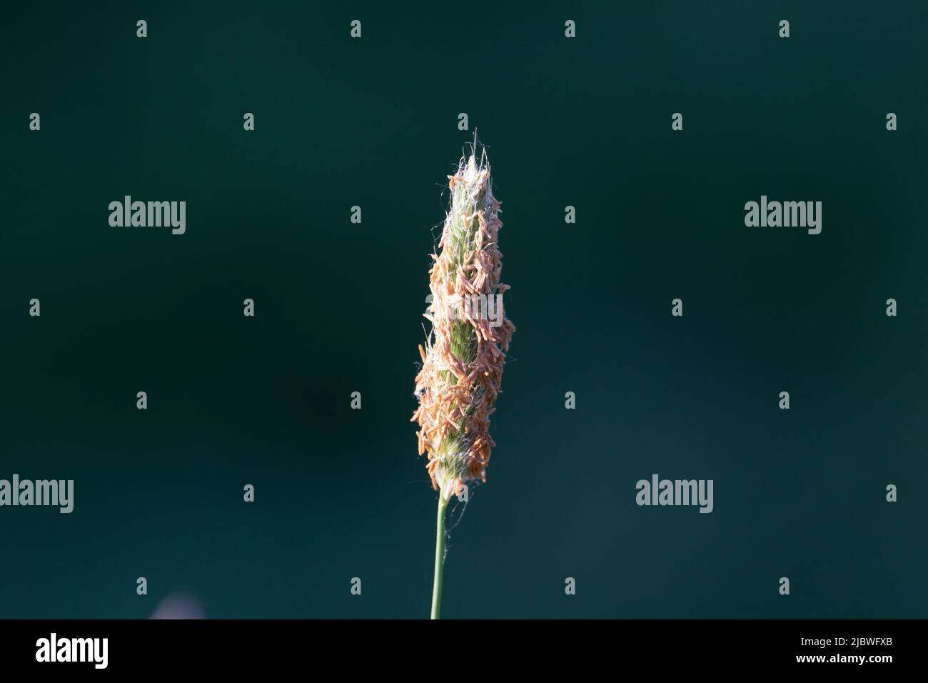 upright Timothy grass (Phleum pratense) seed head with back light isolated on a natural dark green background Stock Photo