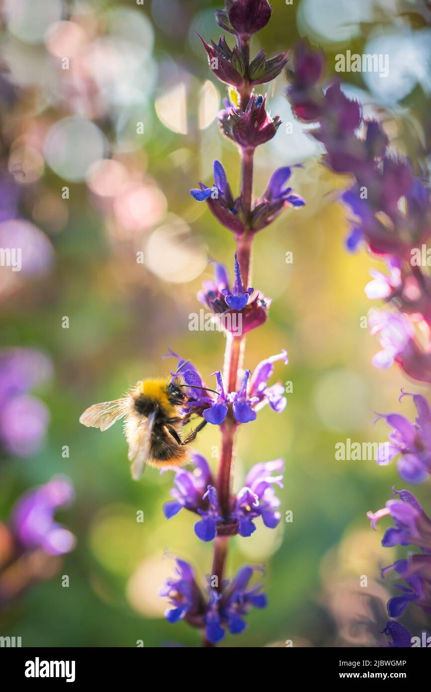 Puprle Salvia flowers with a bumble bee on them and further flowers in soft focus in the background. Stock Photo