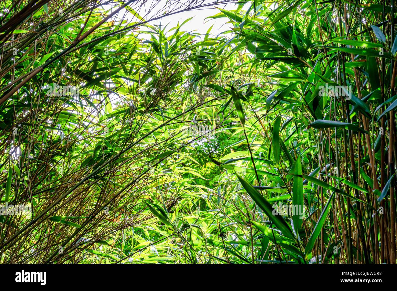 A canopy of green bamboo leaves Stock Photo