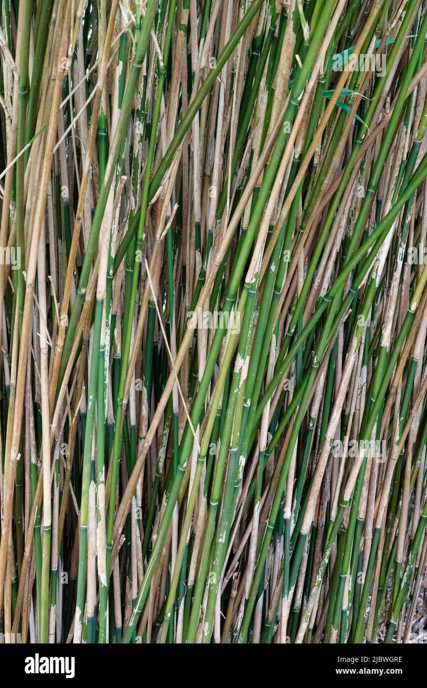 Stalks of green Bamboo Stock Photo