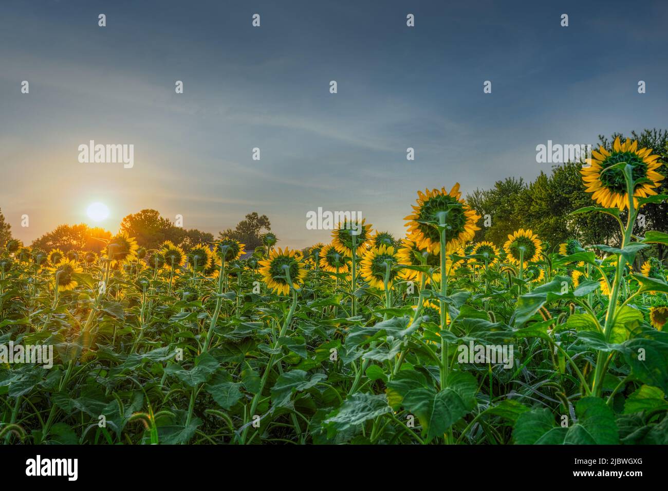 Sun Rises Over Field Of Sunflowers Turned To Glow Summer Stock Photo Sun Rises Over Field Of Sunflowers Turned To Glow Summer Stock Photo