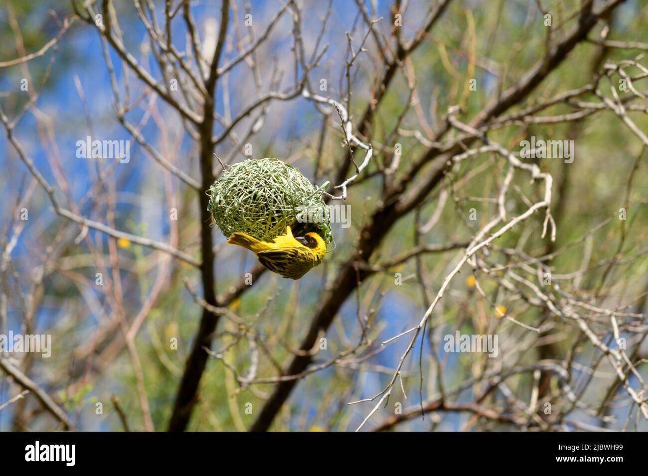 Which bird makes the most beautiful nest hires stock photography and