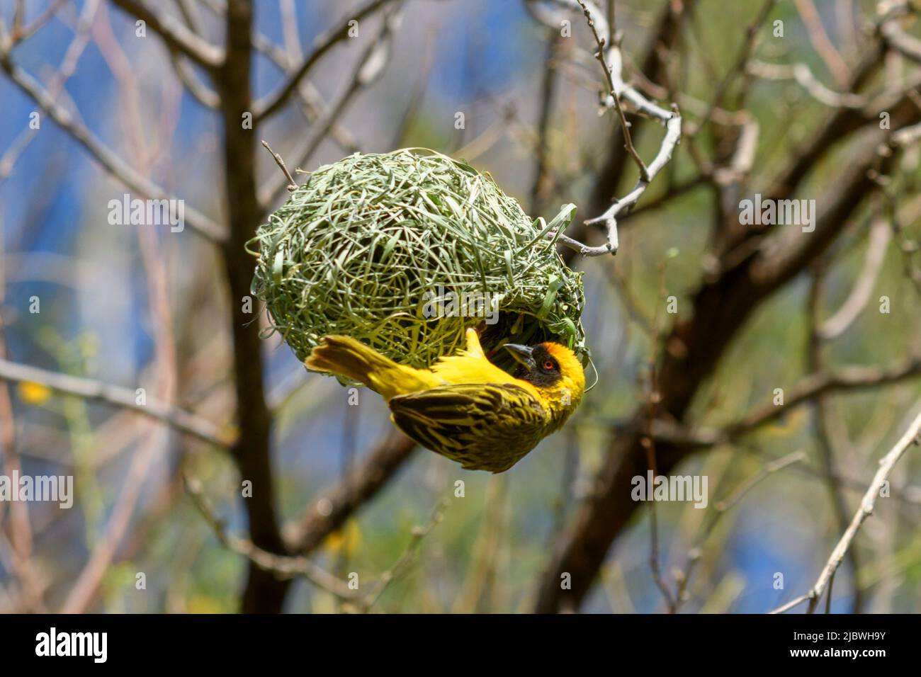 Weaver bird on the tree. Weaver makes nest Stock Photo Alamy