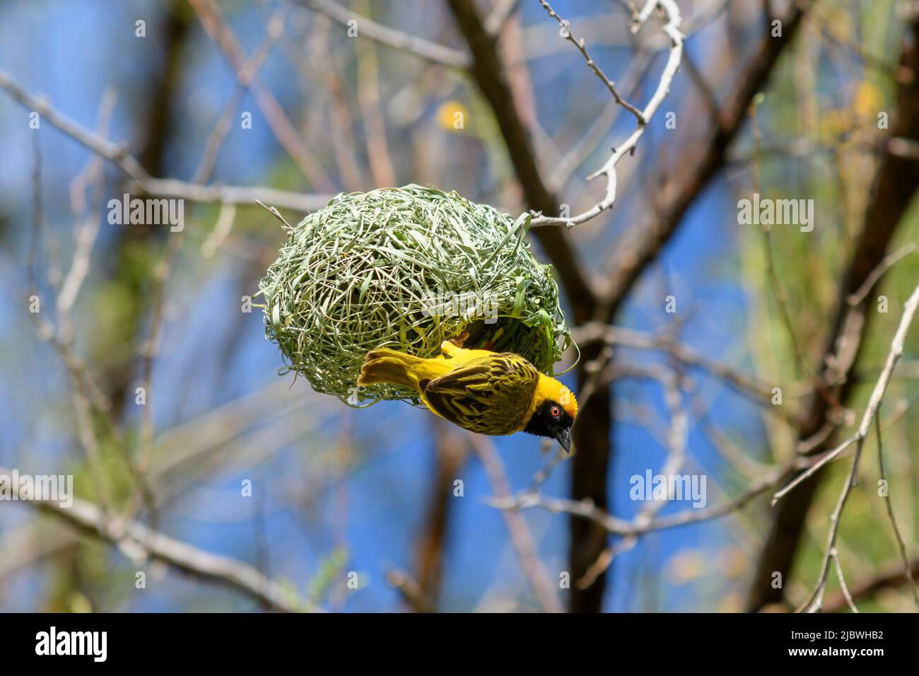 Which bird makes the most beautiful nest hires stock photography and