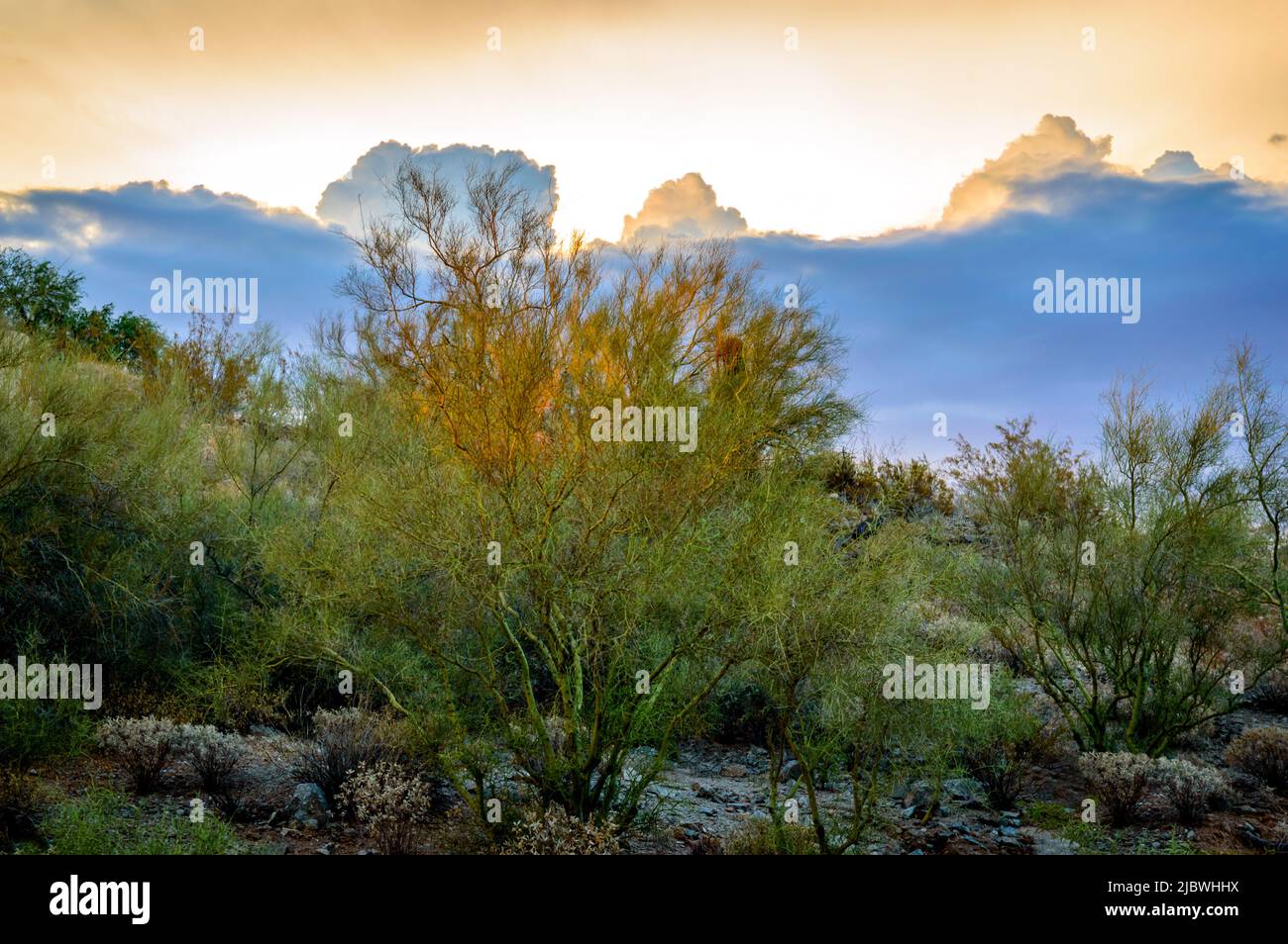 Phoenix hillside lush with desert plants and monsoon cloudy sky Stock Photo