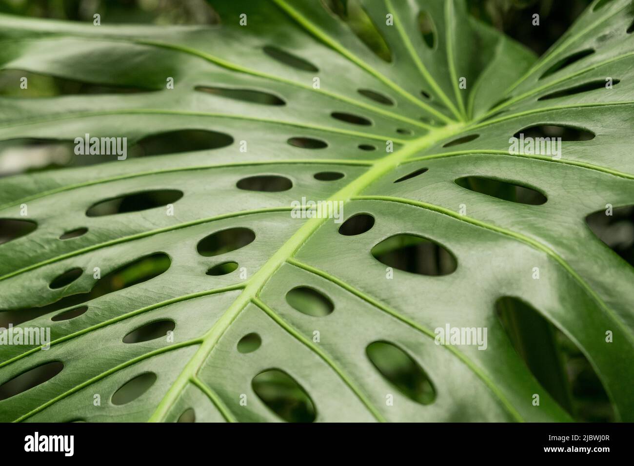 Close-up of a leaf of a tropical monstera plant. Jungle in the city. Decorative indoor plants. Selective focus. Stock Photo