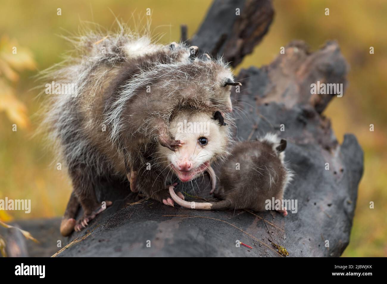 Delph Animals Virginia Opossum (Didelphis virginiana) Deals With Joeys Foot in Her ...